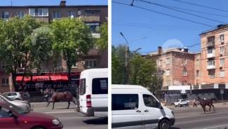 кінь