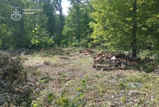 незаконна вирубка дерев