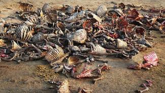 скотомогильник