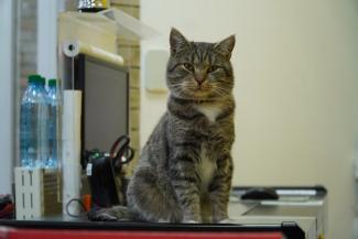 котик